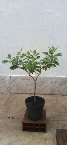 Pré bonsai de maçã