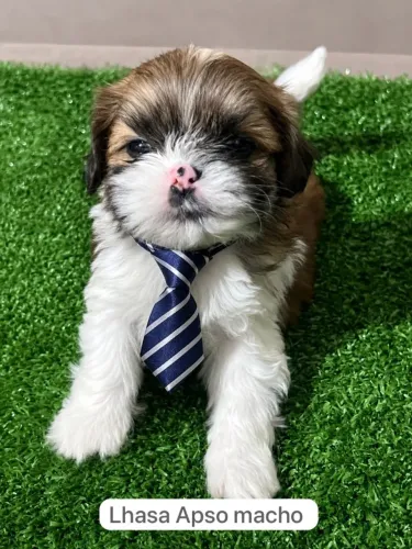 Pequenos Lhasa Apso Amigos para Toda a Vida