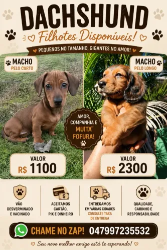 Daschund salsichinha macho pêlos longos
