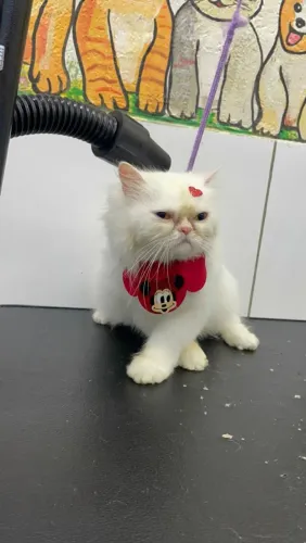 Vendo gata persa