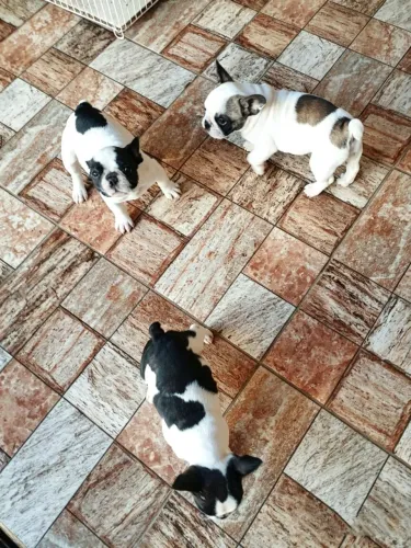 Filhotes de buldogue francês 