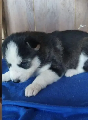 Husky siberiano Pronto para conquistar um novo lar