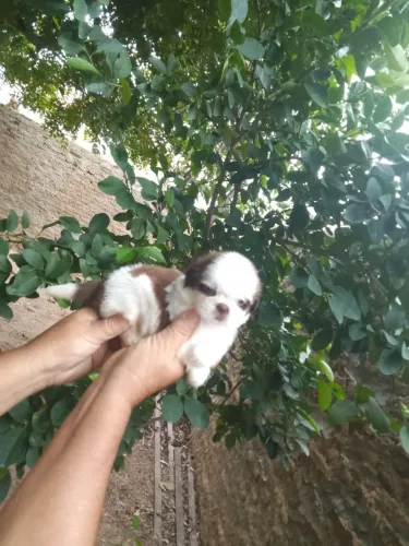 Fêmeas de shih tzu fígado