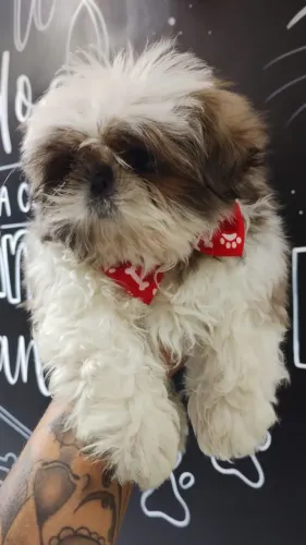 Macho disponível de Shitzu - Com 57 dias, Vermifugado e Vacinado