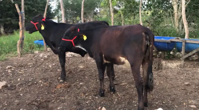 2 bezerras Girolando com muita Genética