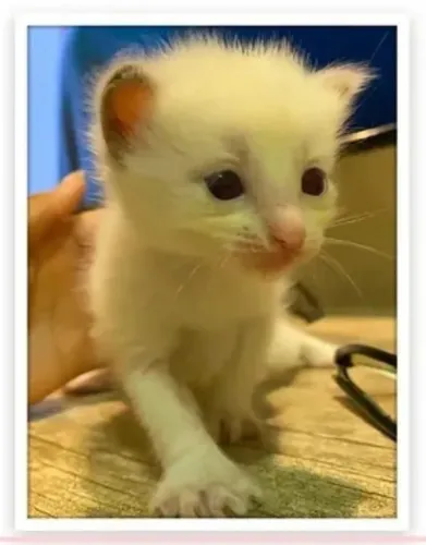 Gatinhos para adoção 