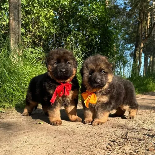 Pastor pelagem longa lindos grátis um brinde o pedigree bb