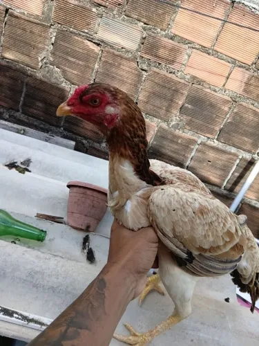 Galinha de raça 