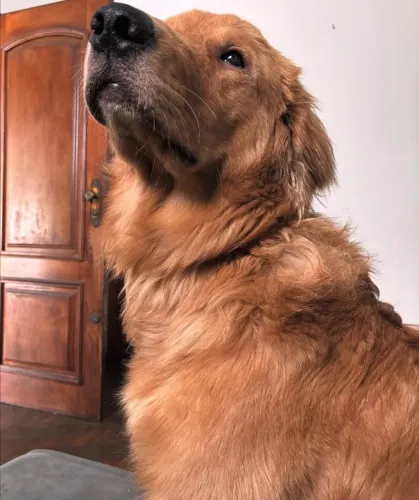 DOAÇÃO: Golden Retriever 1 ano e 8 meses, vacinado, vermifugado. 