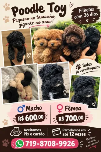 Poodle toy