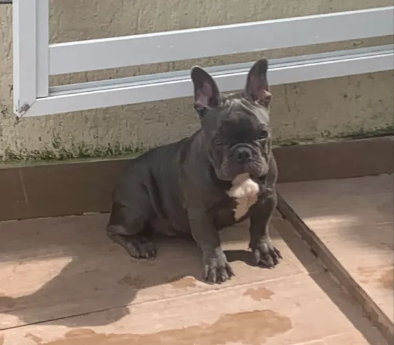 Buldogue francês 