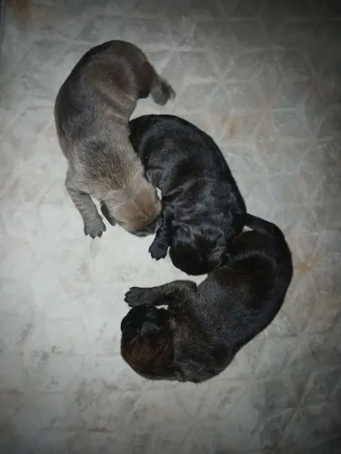 6 Cane corso Puro Pedigree SOBRACI 