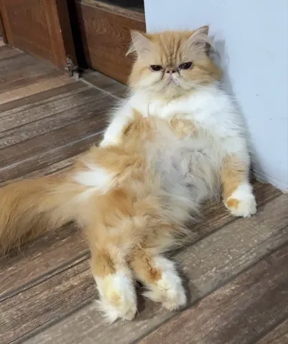 Gata persa fêmea pura 