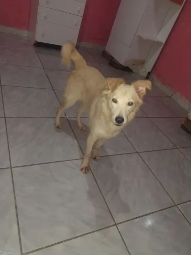 Doação de cachorro macho 