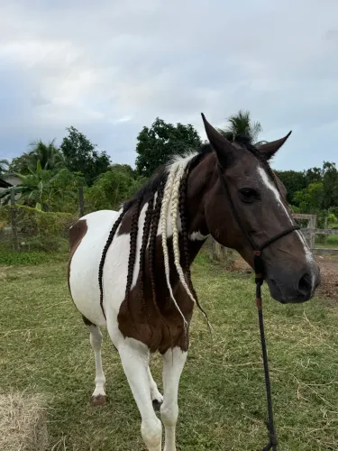 Maceió: Vende-se Cavalo Mangalarga Pampo Com Marrom