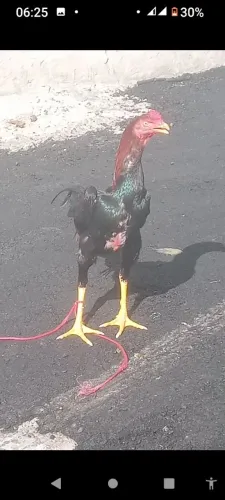 Galo mura