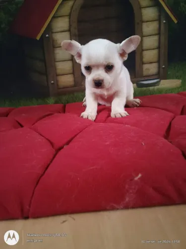 Chihuahua macho