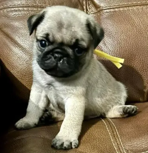 Pug Filhotes Super Saudáveis.