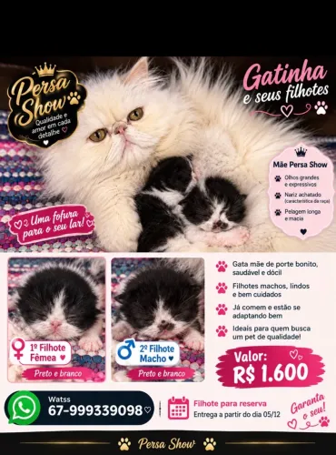 Gato persa