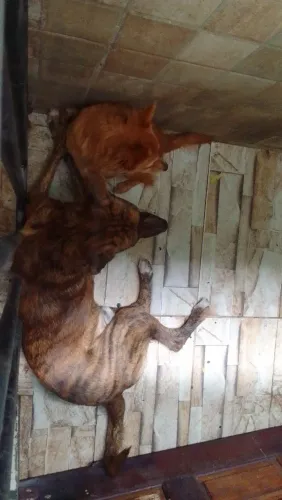 Cachorro pra doação urgente