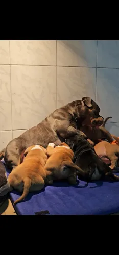 American Bully com Pedigree a partir de R$ 1.400! Porte e qualidade excepcionais!