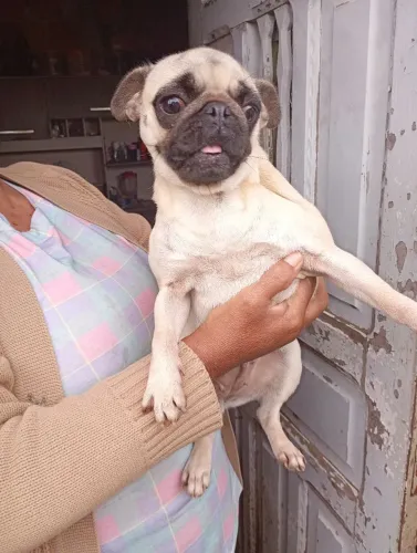 VENDO PUG FEMEA NAO CASTRADA