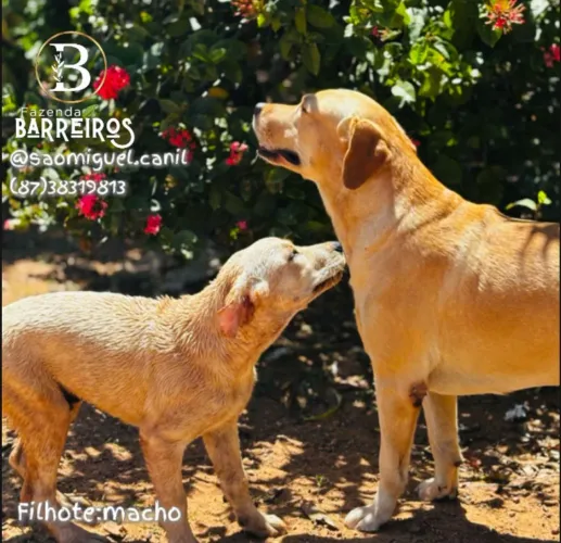 Filhote Labrador com Pedigree (Entrega gratuita) 12x no cartão