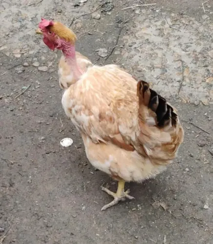 Galos e galinhas caipira pesadão