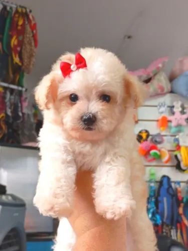 Poodle Toy