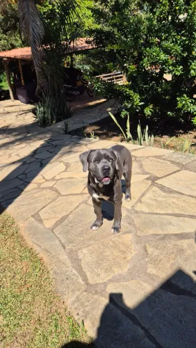 Cachorro Cane Corso