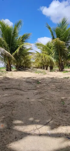 Vende-se esse sítio, preço negociável 