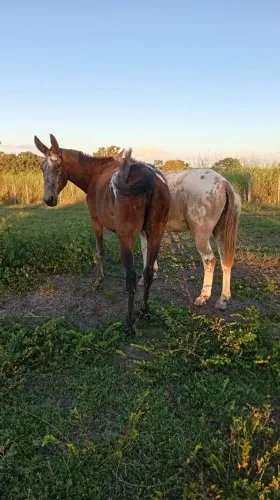 Burro apalouza mansos