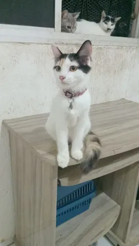 Linda gatinha para adoção