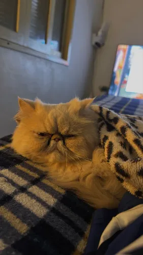 Gata Persa Fêmea
