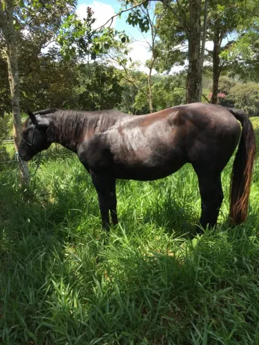 Cavalo