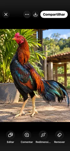 Galo índio canela verde TOP