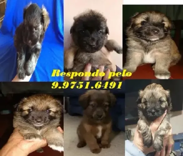 PEQUENOS E PELUDINHOS Respondo pelo 9.9751.6491 Entrega imediata  Só paga ao receber o fil