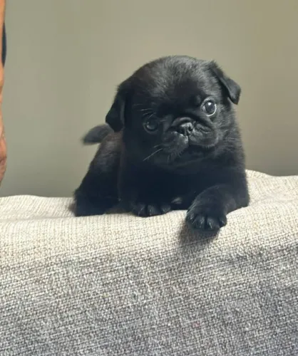 Filhote de Pug macho com pedigree