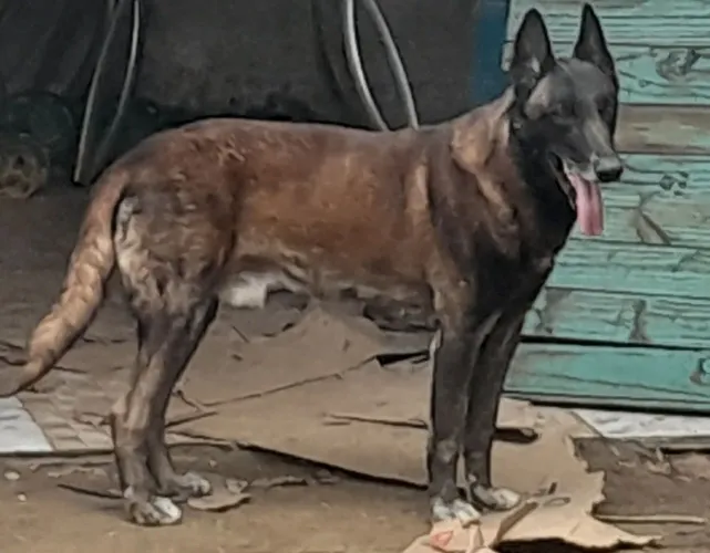 Pastor malinois macho disponível para cruza 