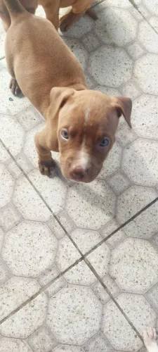 Filhotes de Pit-Bul