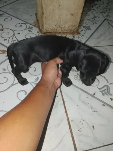 Vendo 2 filhote dachshund o salsichinha machos