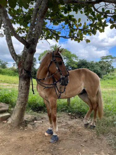 Cavalo Bacheiro