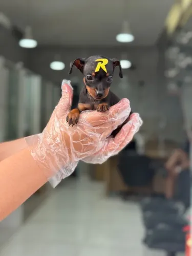 Pinscher: Pequeno no Tamanho, Gigante na Personalidade