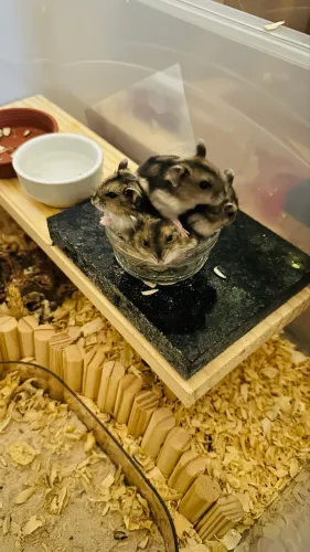Hamster chinês