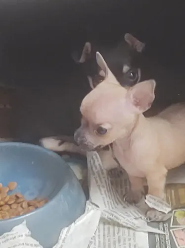 Pinscher Miniatura Macho 