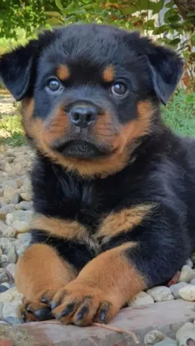 Quer um rottweiler puros com pedigree parcelo até 18x uu
