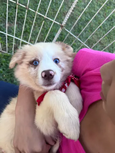 Filhotes de Border collie 