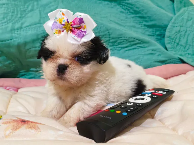 Shih Tzu Mini