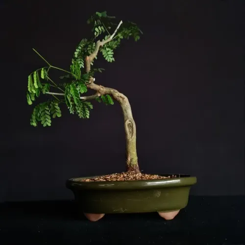 Bonsai de Piteco no Vaso de Cerâmica Verde Musgo - Hajime Bonsai