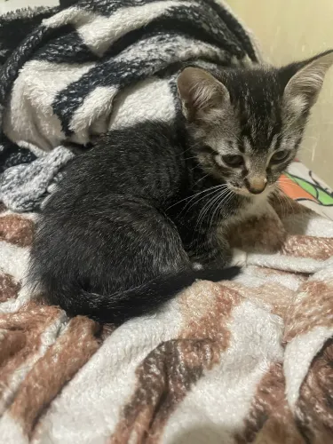 Gato para doação